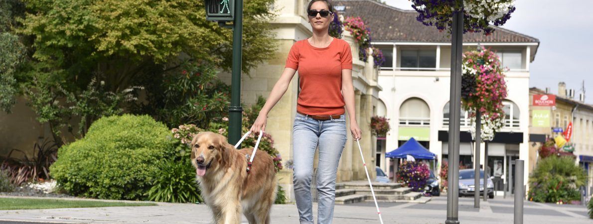 A blind woman uses a pedestrian crossing with a guide dog and cane